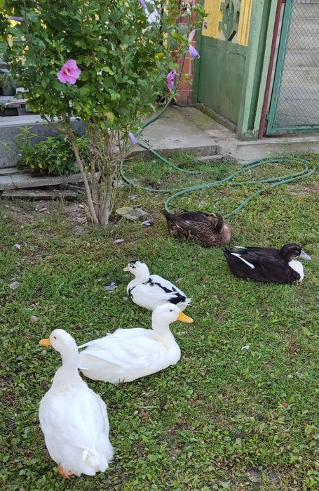 Jaja kacze (lęgowe)