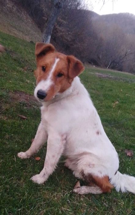 Грайливі парсон рассел тер'єри