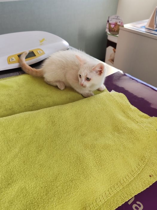 Gatinho macho 2 meses e meio