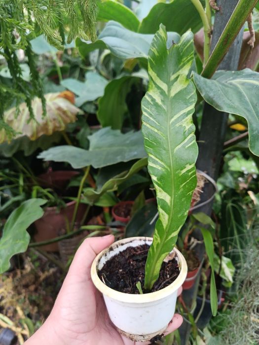 Папороть поліподіум polypodium variegata