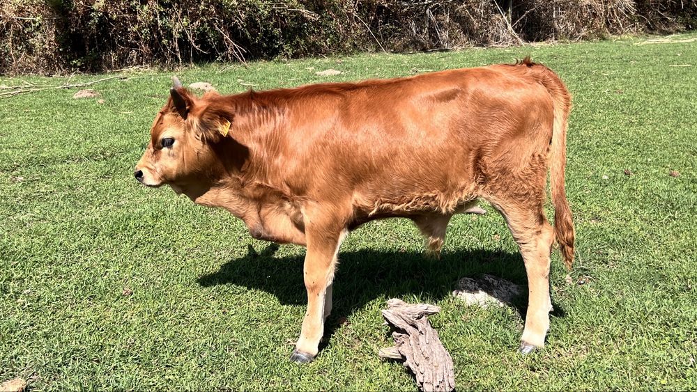Vitelos M/F - Raça CACHENA - Produção Biologica