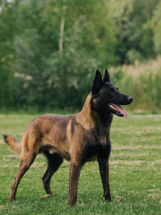 Owczarek Belgijski Malinois ZKwP