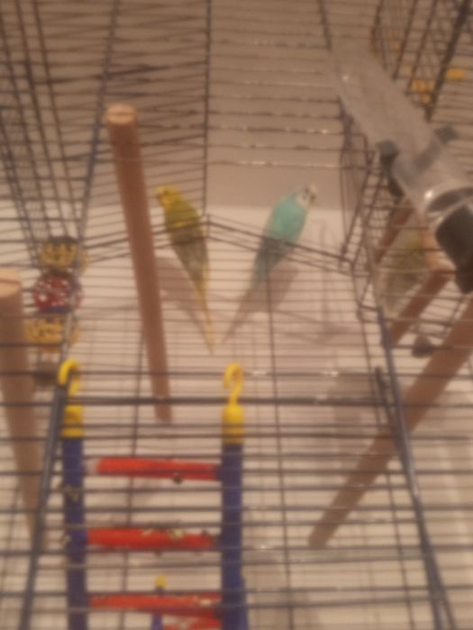 Sprzedam parkę Papug Falistych  z klatką i całym wyposażeniem