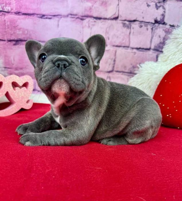 Французік хлопчик