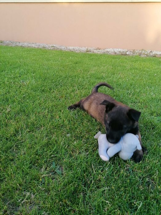 Малінуа щенята готові до переїзду! Бельгійська вівчарка!