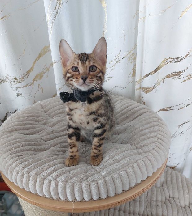 Kot Bengalski rodowód FPL