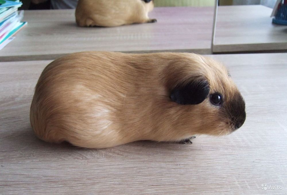 Морська свинка,морські свинки,морська свинка каліфорнія