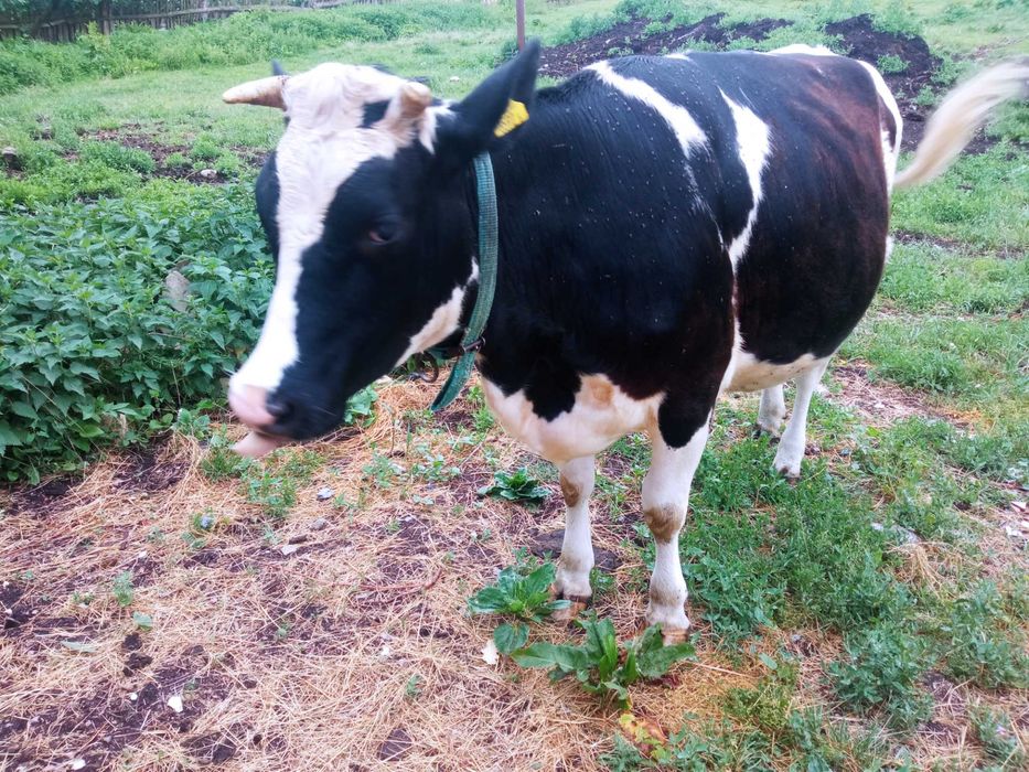 Jałówka na ocieleniu