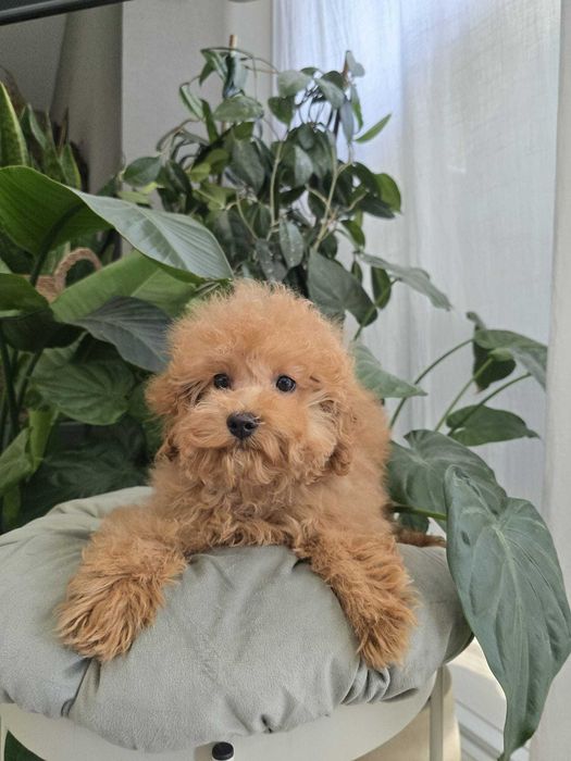 Cavapoo Clara dziewczynka