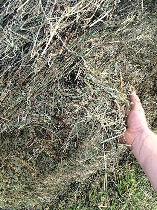 Siano Kosti i baloty