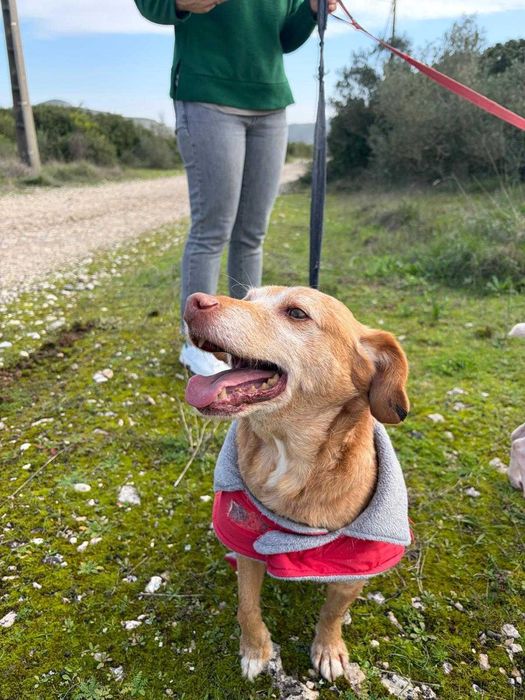 Spicy - Para Adopção