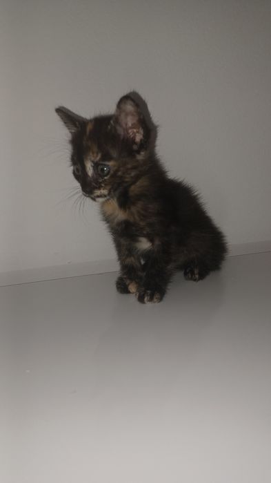Gatinha tricolor