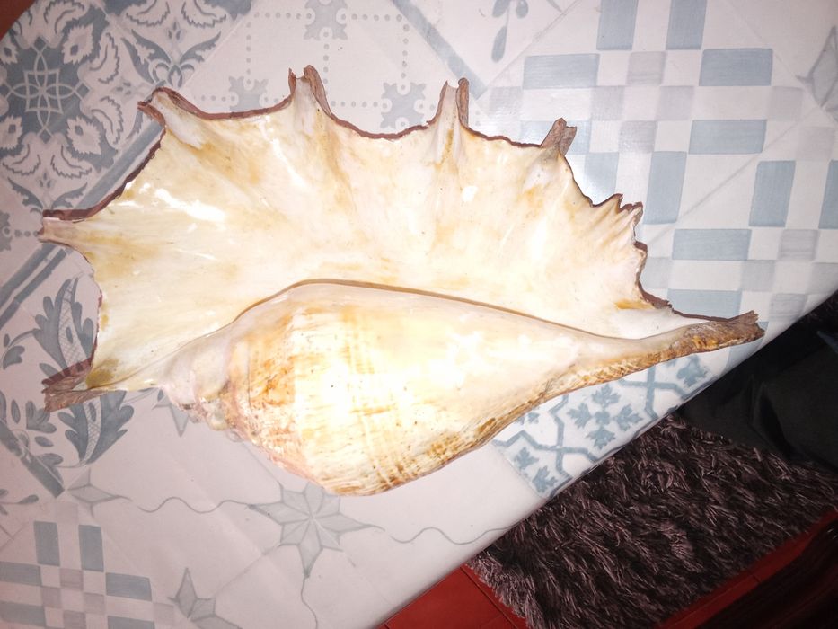 Tenho essa concha para vender não sei o valor aceito avaliação