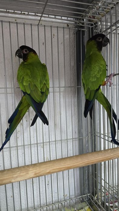 Conures de cabeça preta
