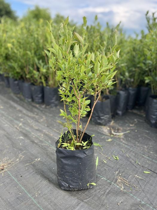 Черенки  живці лохини10 сортів.Саджанці лохини