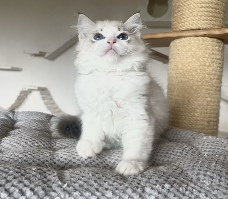 Ragdoll kocurek Aris – seal lynx bicolor, rodowód FPL