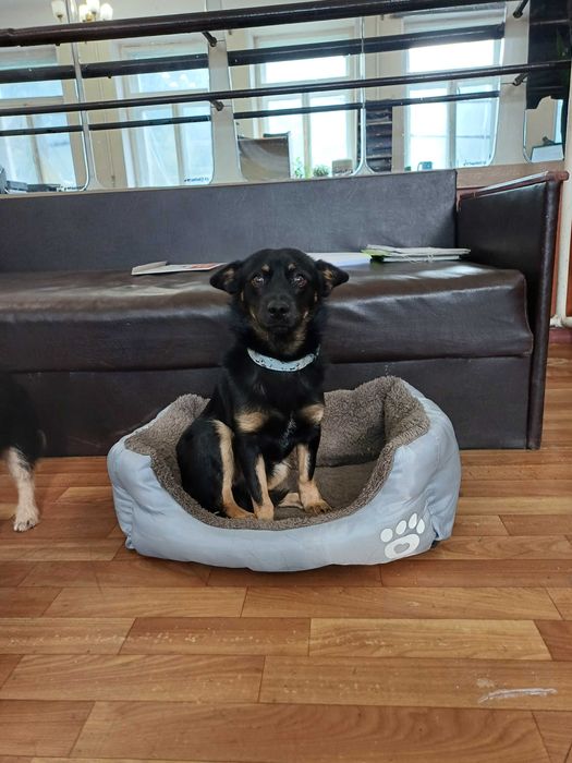 Безкоштовно віддаються