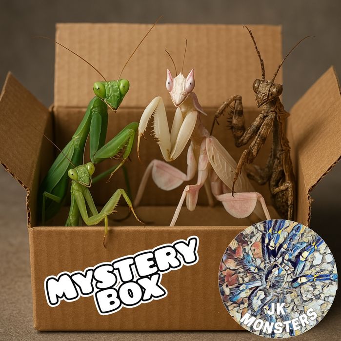 Pełna lista modliszek/modliszki/modliszka +gratisy