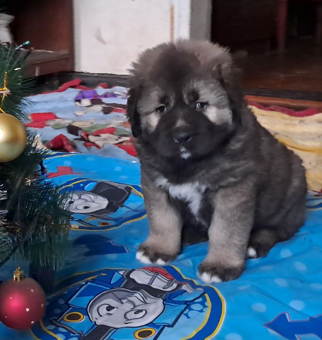 Цуценята кавказької вівчарки