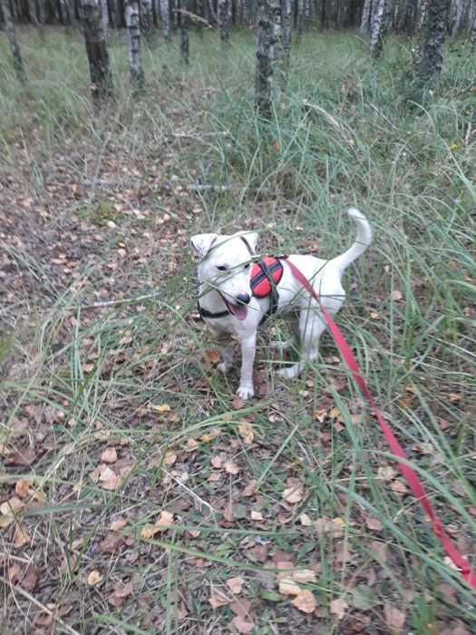 Sprzedam dorosłego psa rasy Jack Russell Terrier!