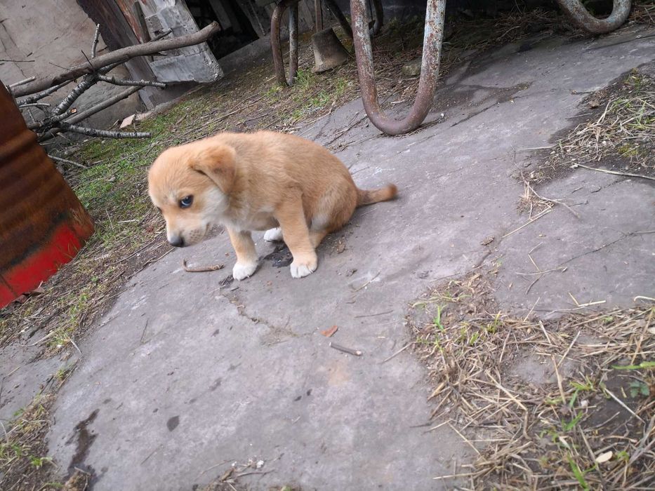 Маленький лобрадорчик