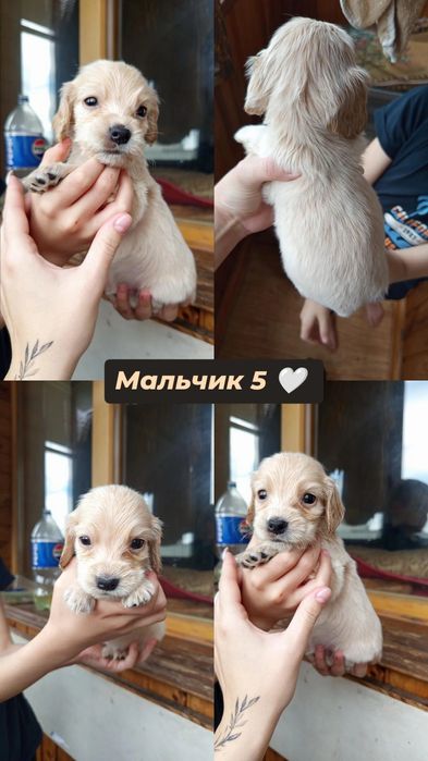 Англійський спаніель