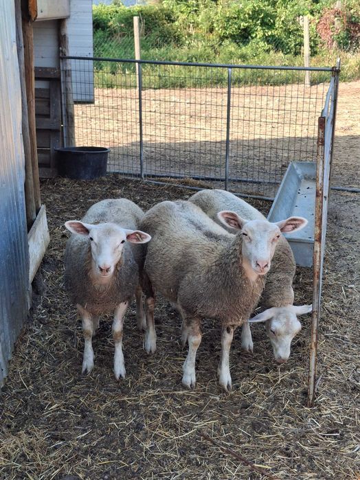 Ovinos das Raças,  Berouchon du Cher, e Dorper Branco