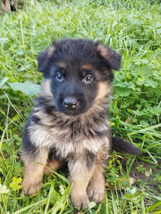 Cachorro Pastor Alemão.
