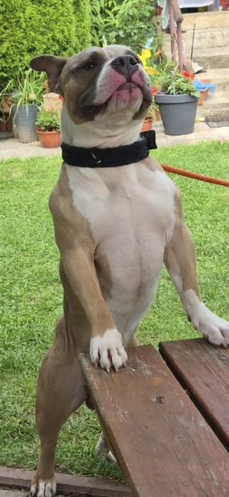 American Bully Pocket