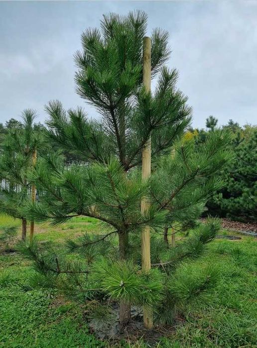 Palik do drzewek 5x250 cm Impregnowana Podpora Palisada do Nasadzeń