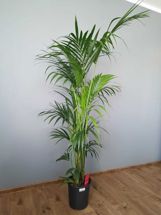 Palma Kentia Kencja Howea Forsteriana 8 pędów 210 cm