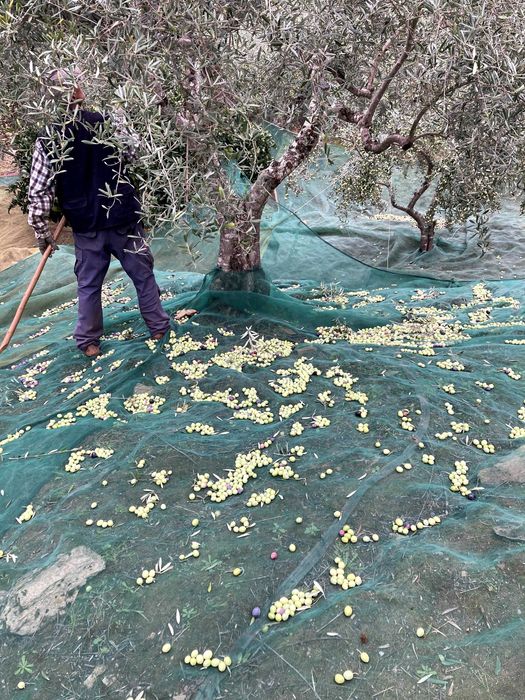 Azeite Biológico de Trás-os-Montes – Garrafão 5L | Produção Própria | Entrega na zona do Porto