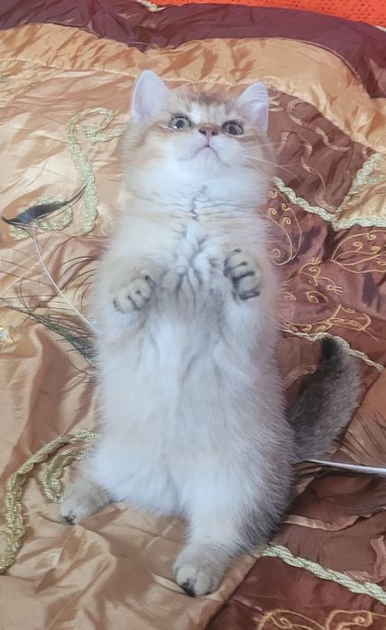 Кошеня золотої шиншили