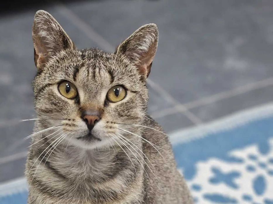 Simonek, burasek o wielkim sercu szuka kochającego domu