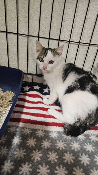 Várias Gatinhas e Gatinhos bebés