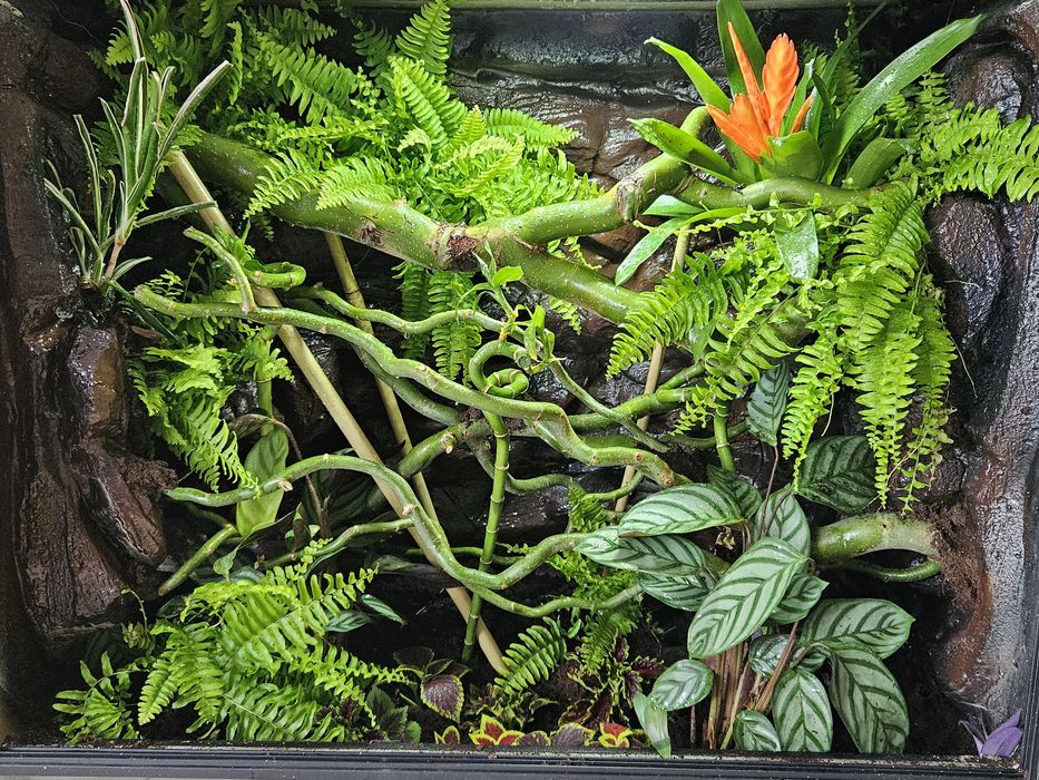 Terrarium tropikalne 40x40x60 gekon orzęsiony