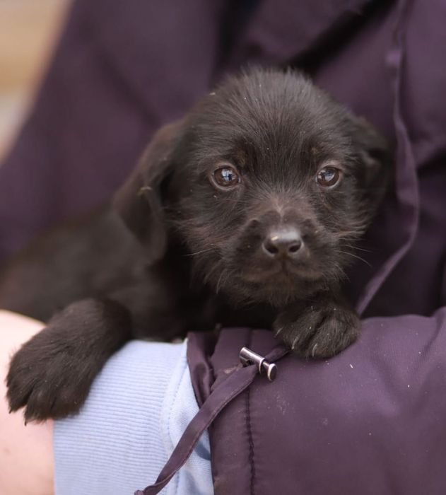Wesołe, rozbiegane maluchy szukają kochających domów