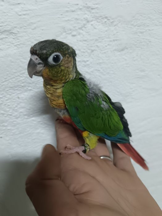 Turquoisene  pyrrhuras  piriquitos domésticados