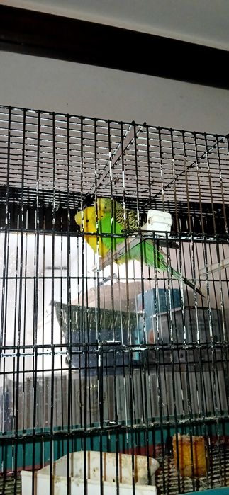 Piriquiros para troca.