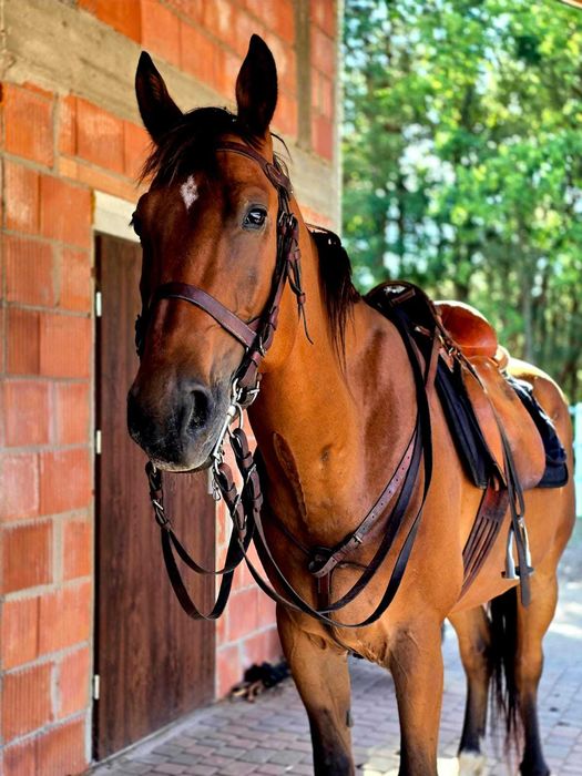 Gniady wałach 10 lat