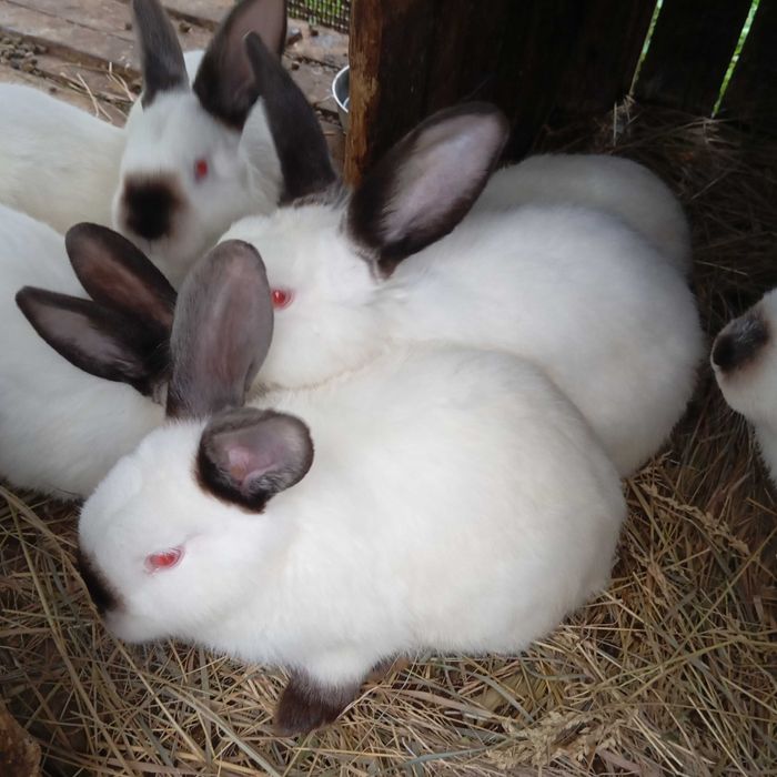 Кролі Каліфорнійці. Німецький  строкач.