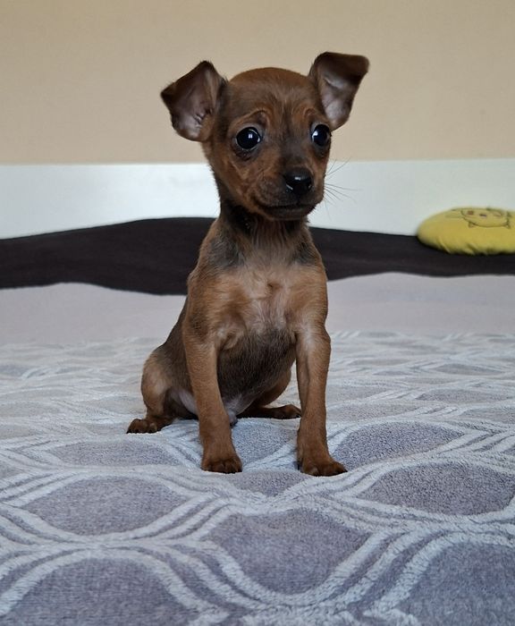 Pinczer miniaturowy xxs mini 2kg