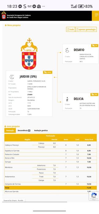 Poldro lusitano lazão