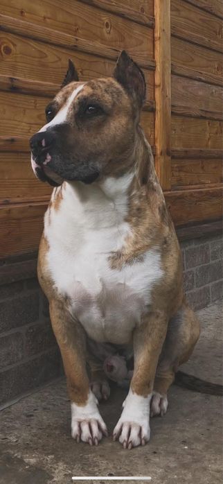 Вязка, случка кобель амстаф 1,5 року