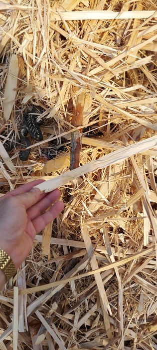 Тріска скалка тріски скалки для опалення чи щепи  віддам безкоштовно