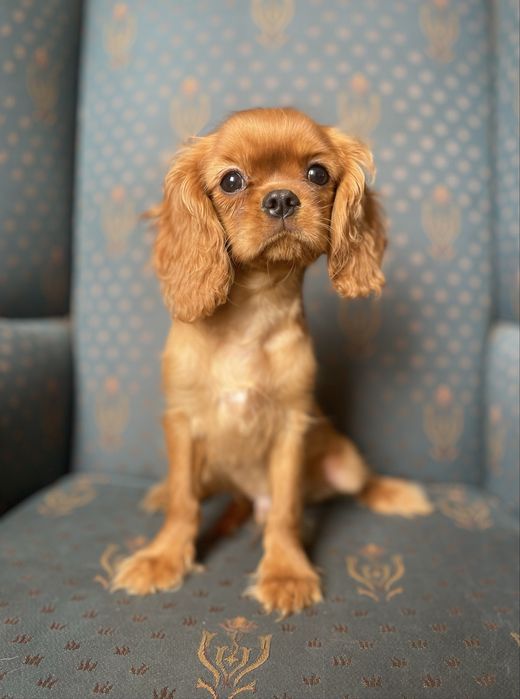 Cavalier king charles spaniel