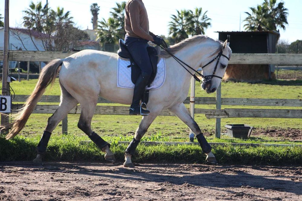 Égua lusitana com muito potencial- 5 anos