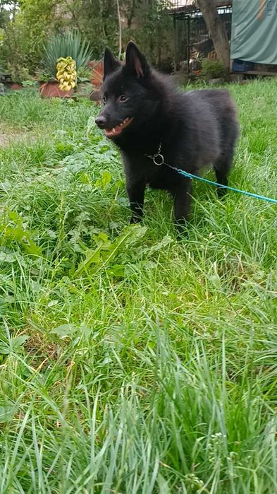 Підрощенний шипперке