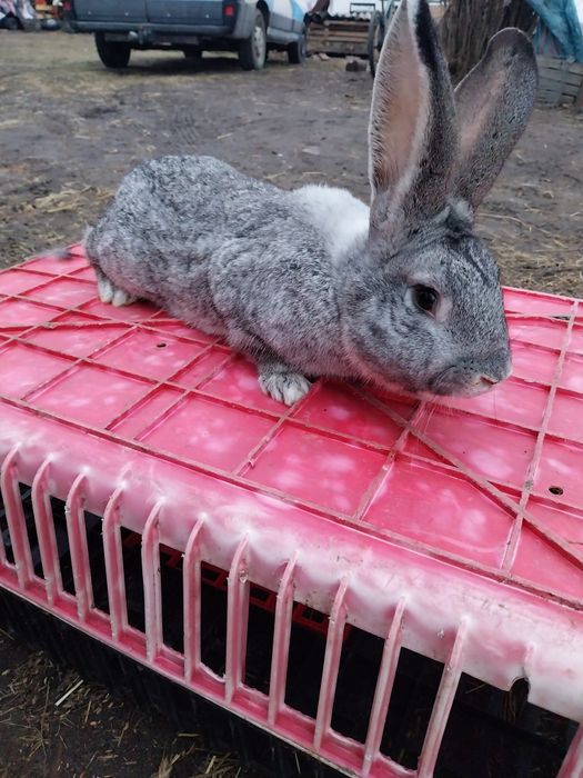 Króliki samce i samice piękne Króliki