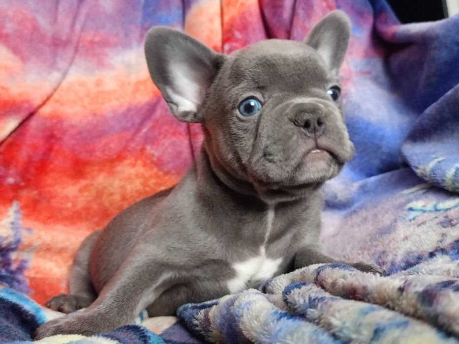 Французский бульдог мальчик